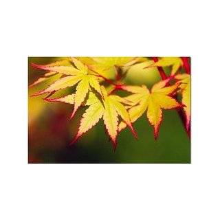  Coral Bark Japanese Maple 3   Year Graft: Patio, Lawn 