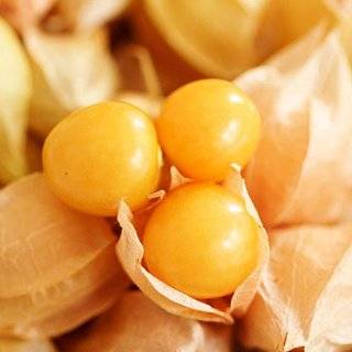 50 Seeds, Tomatillo Ground Cherry (Physalis pubescens) Seeds By Seed 