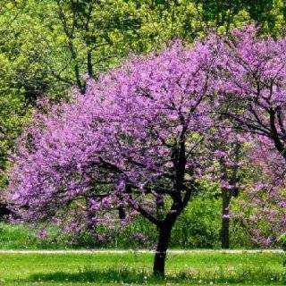  Cercis canadensis Eastern Redbud Seeds Patio, Lawn 