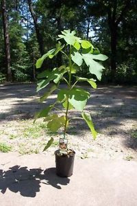 Brown Turkey Fig Tree Live Plant Fruit Trees Healthy Figs Plants Home Garden Now