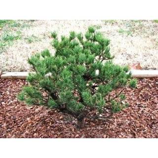 Spaans Dwarf Lodgepole Pine 2   Year Graft