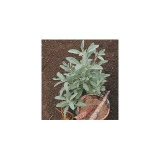 Davids Non Hybrid Medicinal Herb Sage White (Salvia Apiana) 100 Seeds 
