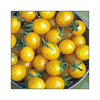  Warrens Yellow Cherry Tomato 90 Seeds   GARDEN FRESH 