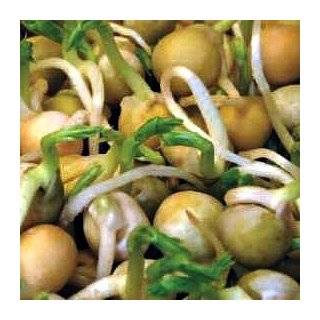  Onion Sprouting Seeds   10 Grams   Mild Flavor Patio 